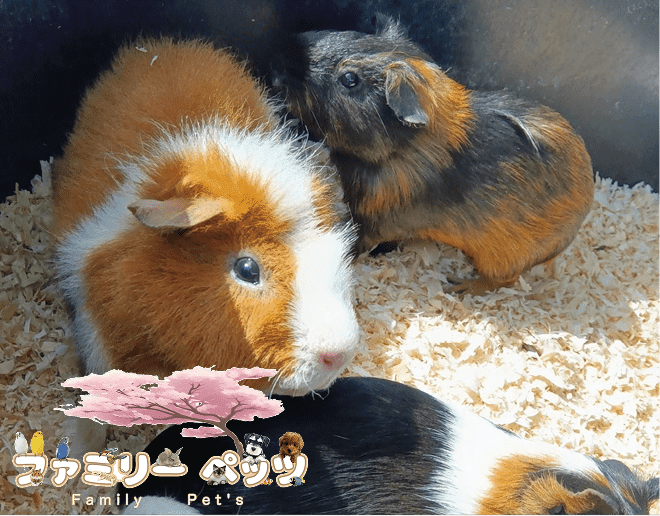 ウッドチップの上に集まる可愛いモルモットたちの写真。左下に『ファミリーペット Family Pet's』のロゴマーク。