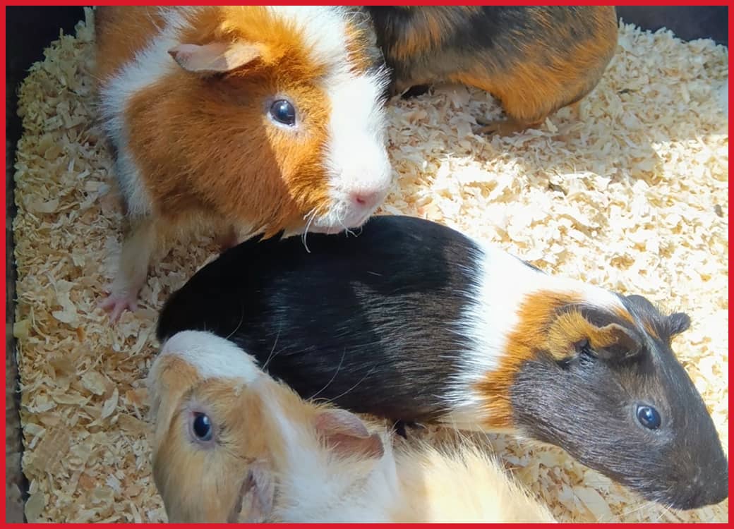 ペットショップや飼育展示向けの、モルモットたちの自然な姿。